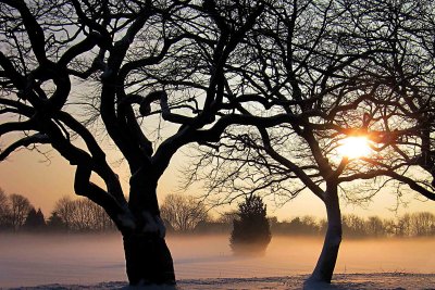 Winter Morning Jan 29 2011