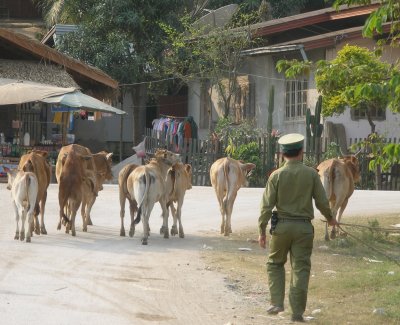 Pak Lai - where the cows come home with police help