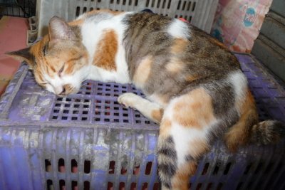 Cat with a stumpy tail, Wong Wian Yai