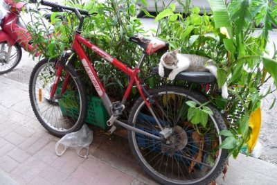 Cat on bicycle, Trang