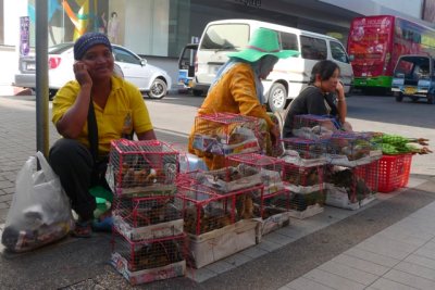Bird sellers, Hat Yai