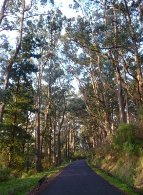 Late afternoon sun illuminates bush