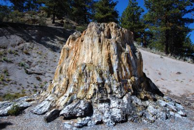 Petrified Redwood Stump