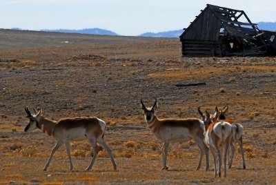 Few of the many Pronghorn