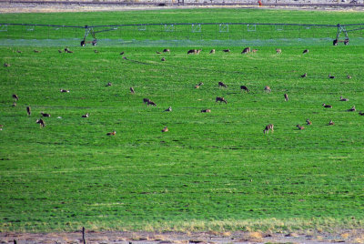 About 1/6 of the deer across from KOA