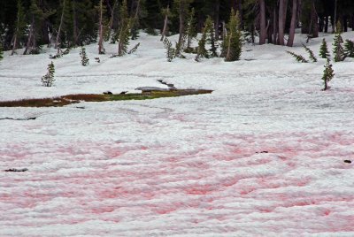 Red Algae in Snow