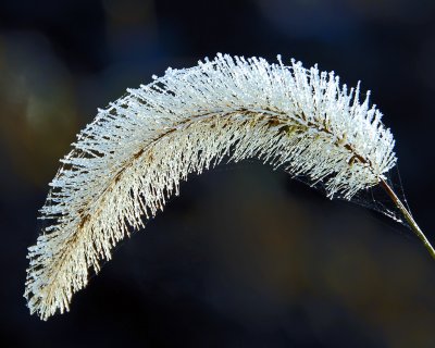 2010-09-Topic-FrostedGrass