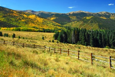 Colorado Aspen Fall Foliage 2010