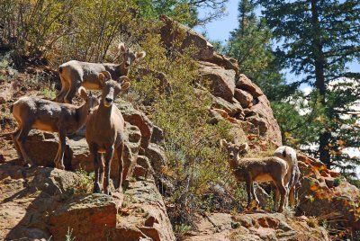 Mountain Sheep - Shelf Road-Cripple Creek to Canon City