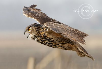 Workshop photography birds of prey