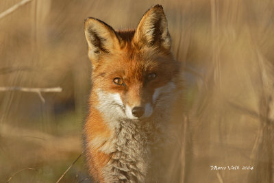 Red Fox