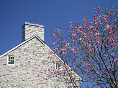 Spring Blossoms