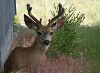 Visitor at the Cabin