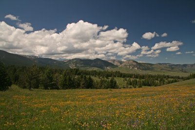 Meadow and Mountains