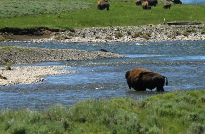 Bison at Yellowstone