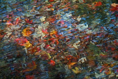 Autumn Leaves in a Stream