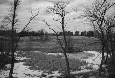 The Wetlands in Winter