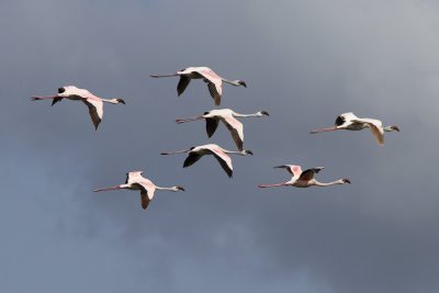 2010-07-26 Arusha NP 263.jpg