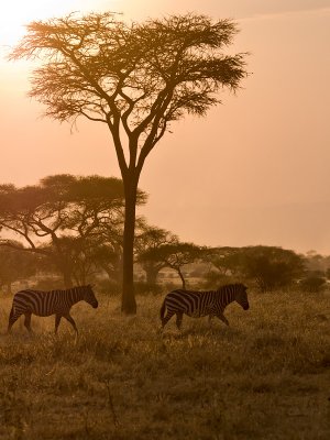 tanzania 100.jpg