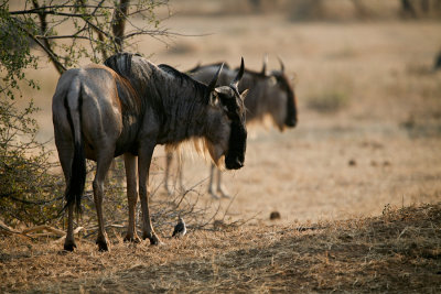 Tanzania 2010