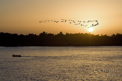 Ibis during Nile Sunset