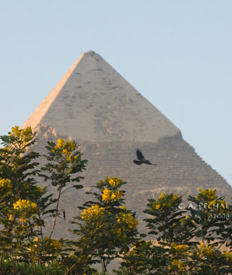 Khafre Pyramid early morning