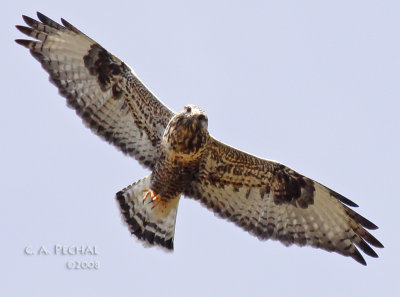 Rough-legged Hawk ~ Indian Valley, CA