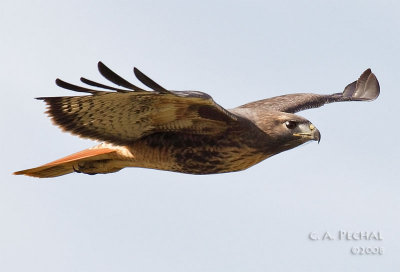 Red-tailed Hawk - Indian Valley, CA
