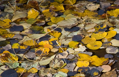 Leaves in a Creek