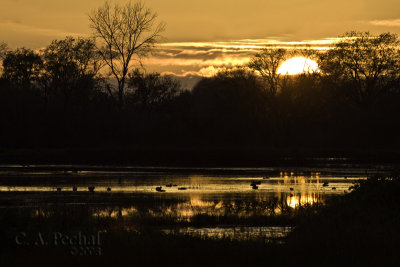 Sunset at Cosumnes River Preserve