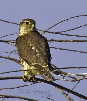 Merlin