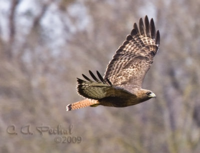 Red-tailed Hawk - Harlan's Dark Morph