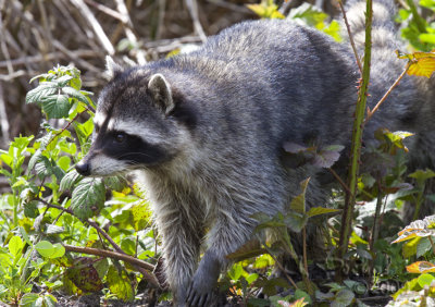 A Diurnal Raccoon