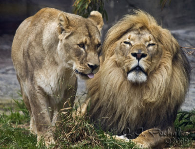 Lion Couple