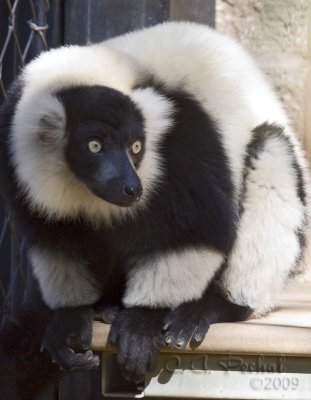 Lemur @ Zoo