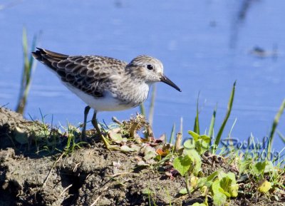 Least Sandpiper