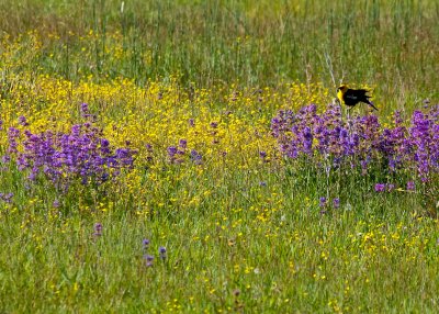 Blackbird in wildflowers