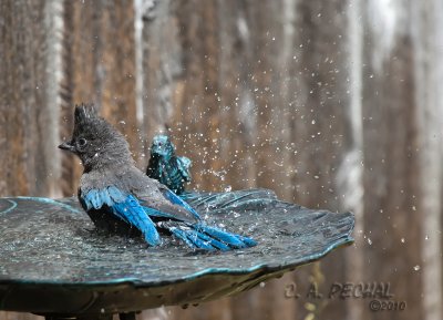 Young Stellar Jay cools off