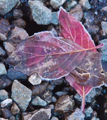 Autumn leaves after first snowfall