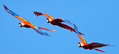 Scarlet Macaw Flyby