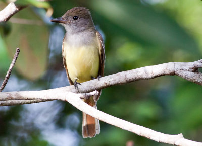 Ash-throated Flycatcher