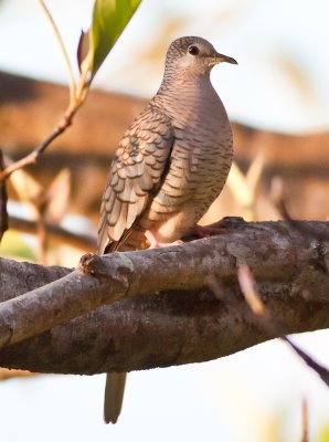 Inca Dove