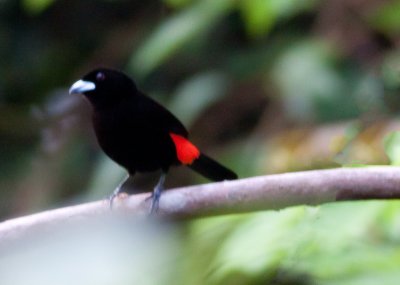Scarlet-rumped Tanager Male
