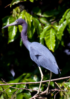 Little Blue Heron