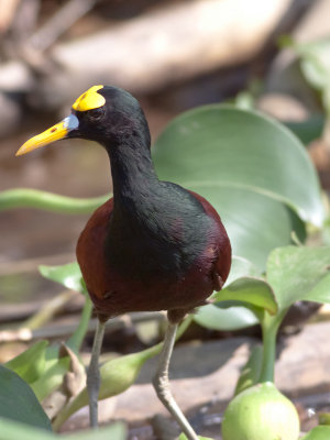 Northern Jacana