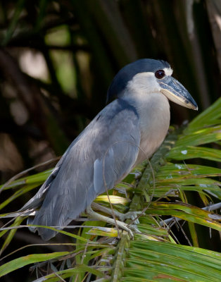 Boat-billed Heron