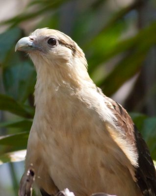 Yellow-headed Caracara