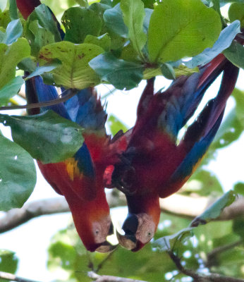 Scarlet Macaws playing