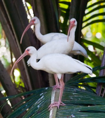 White Ibis