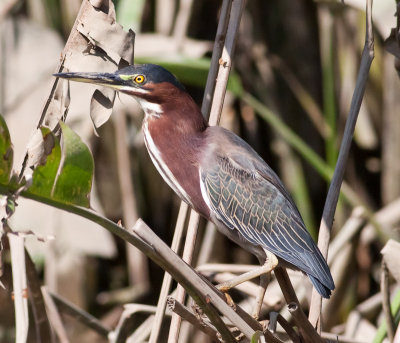 Green Heron